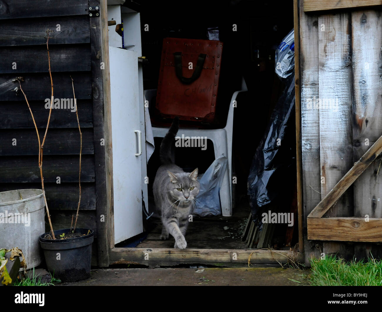 Un gatto in un capannone sul alottment. Foto Stock