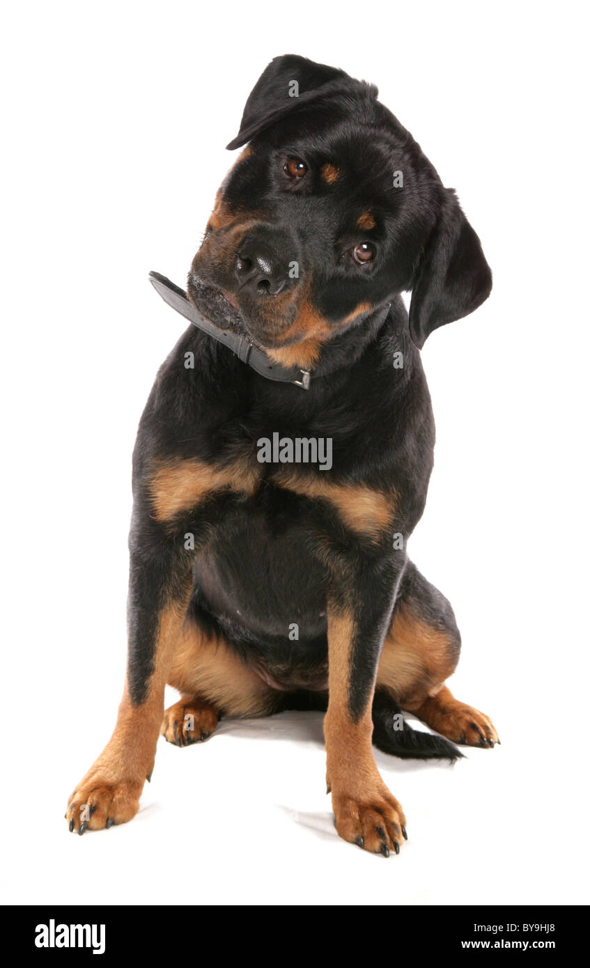 Rottweiler Unica femmina adulta seduta Studio, REGNO UNITO Foto Stock