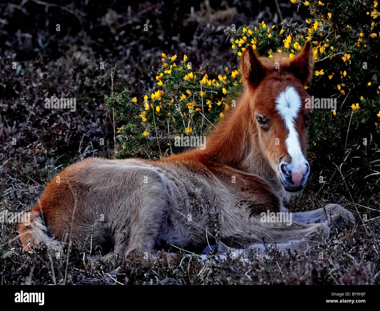 Un puledro selvaggio dalla nuova foresta Hampsire. Foto Stock