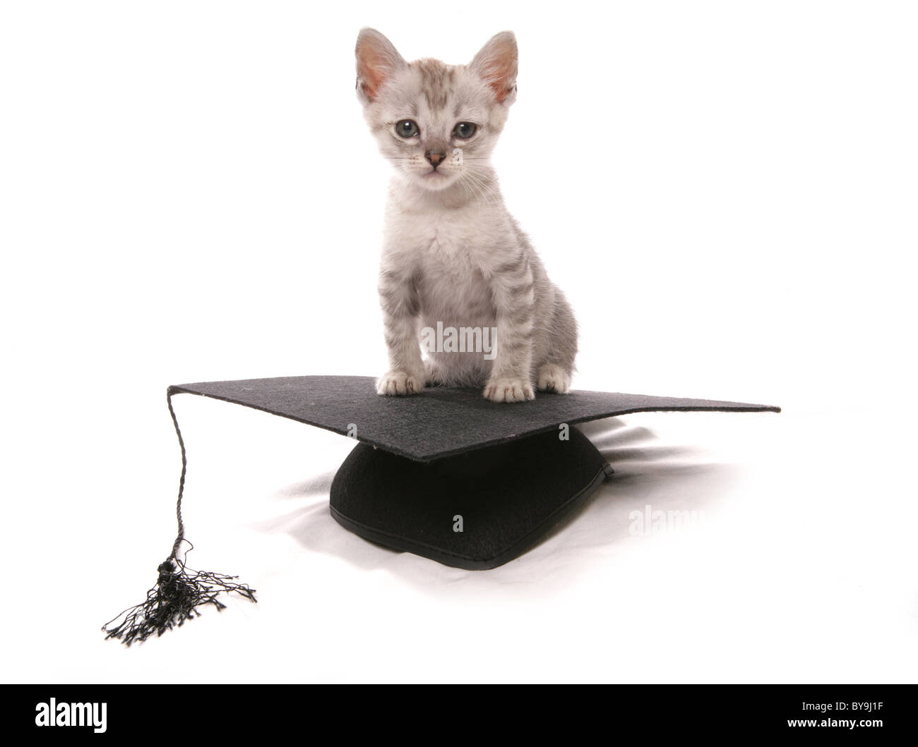 Kitten permanente sulla scheda di mortaio hat ritratto in studio Foto Stock