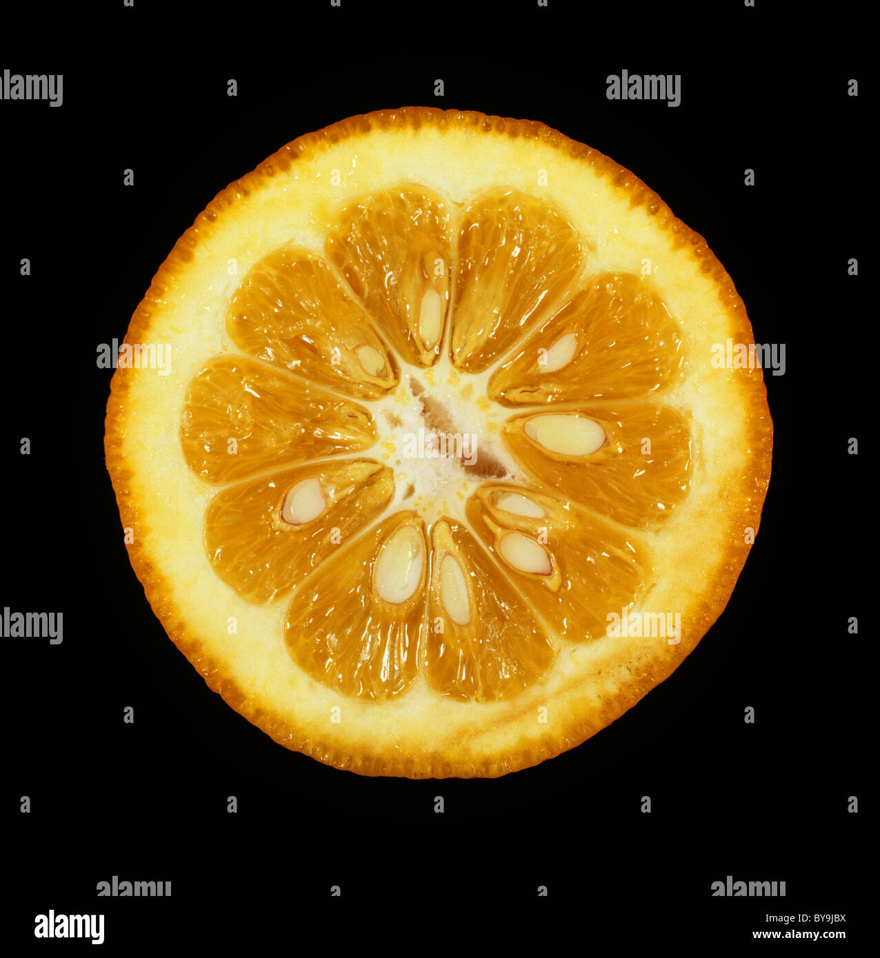 Sezione del frutto di amara, acida o Siviglia arancione (Citrus aurantium) un portinnesto di agrumi Foto Stock