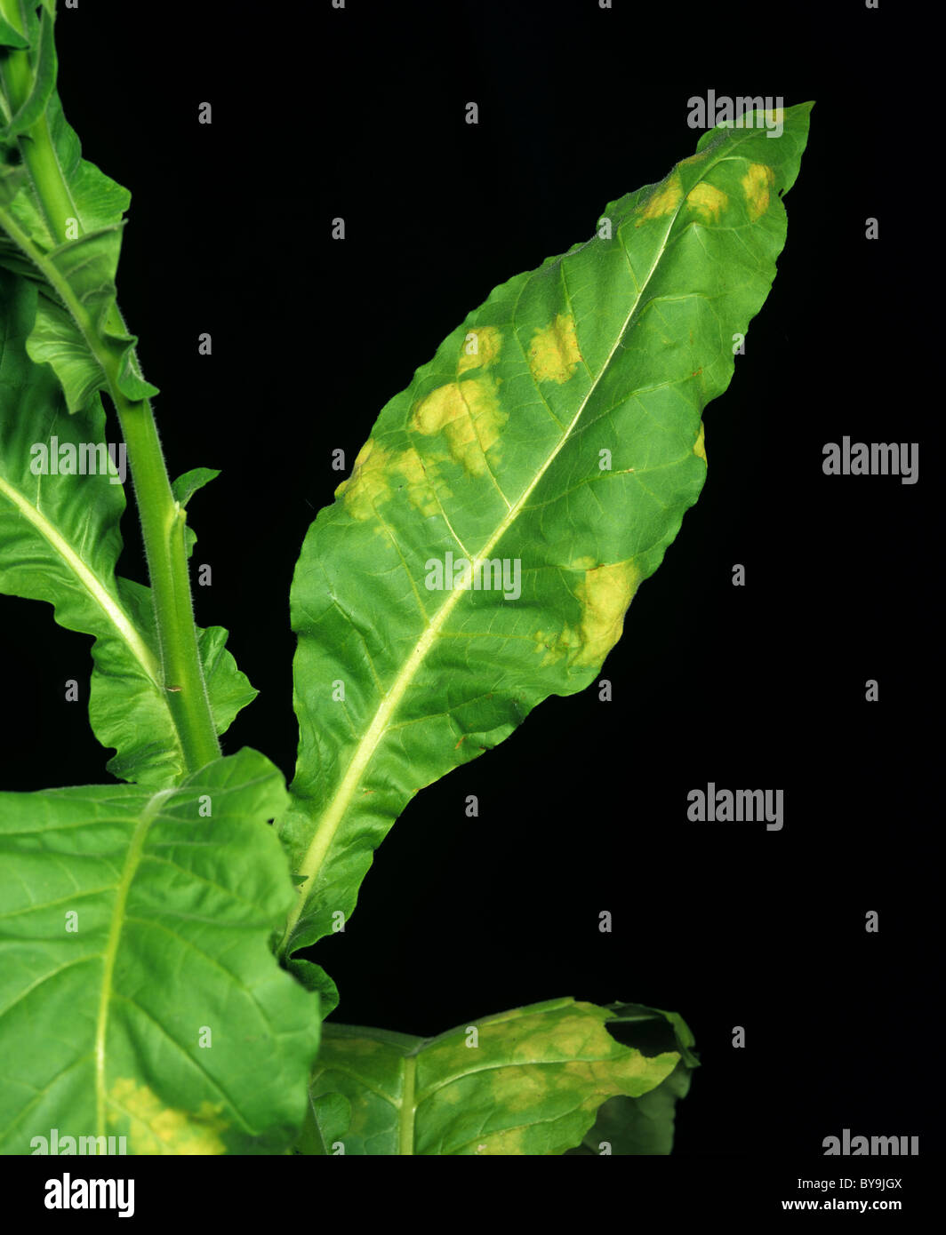 Stampo blu (Peronospora tabacina) necrosi precoce sul lato superiore di una foglia di tabacco Foto Stock