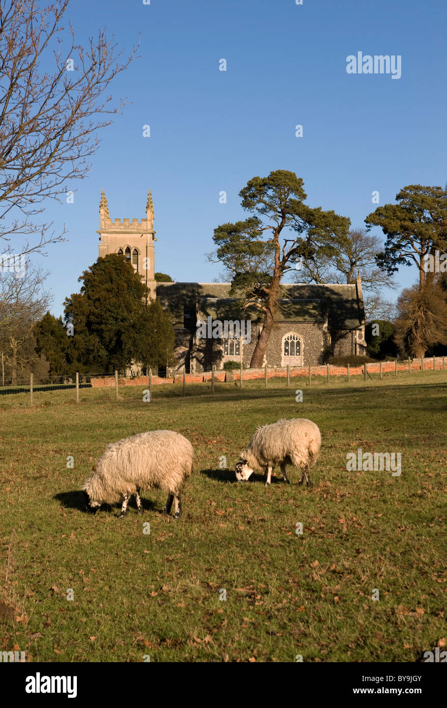 Pecora che pascola davanti la chiesa di Saint Mary ickworth SUFFOLK REGNO UNITO Foto Stock