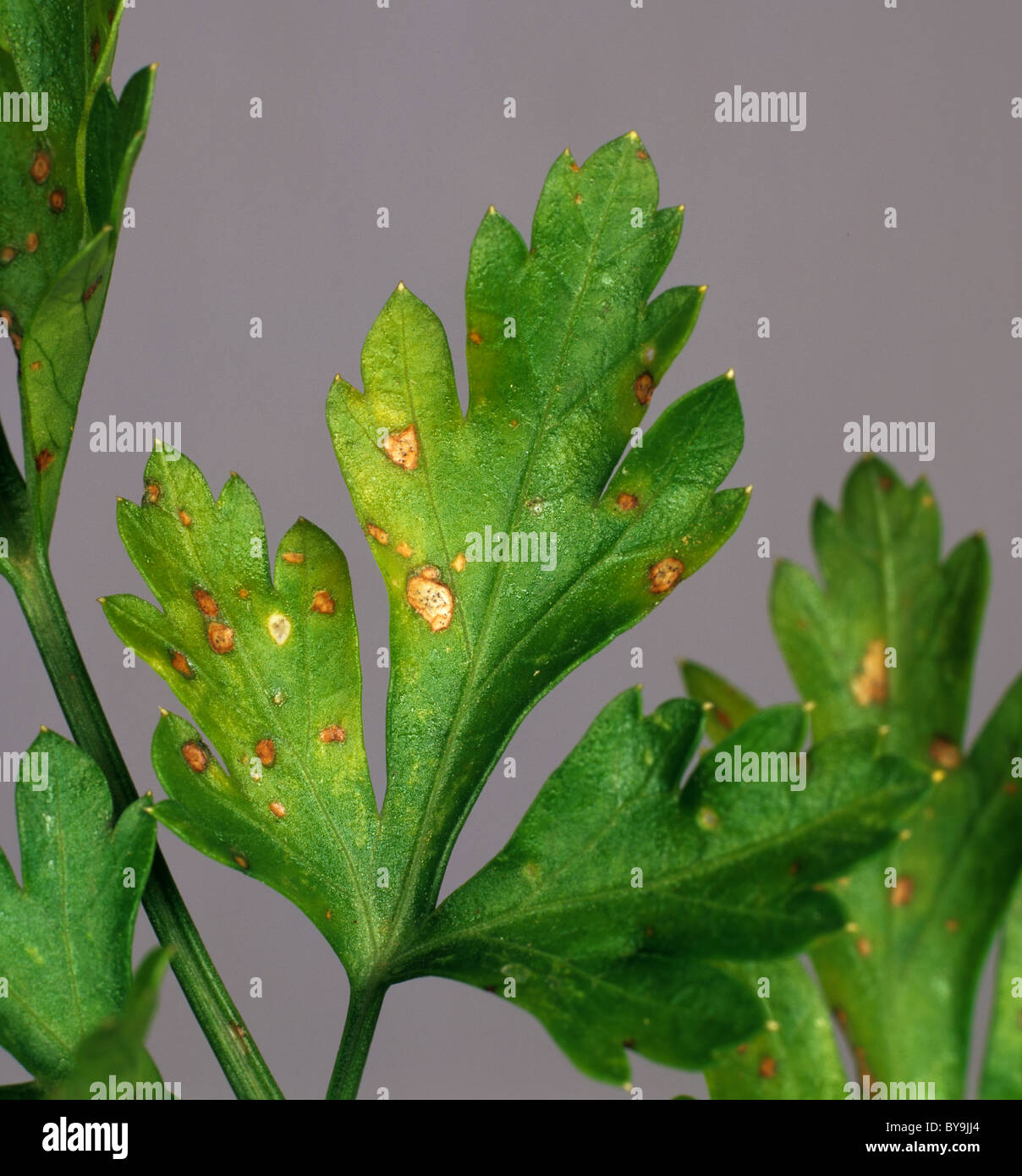 Foglie di prezzemolo spot (Septoria petroselini) foglie lesioni spot Foto Stock