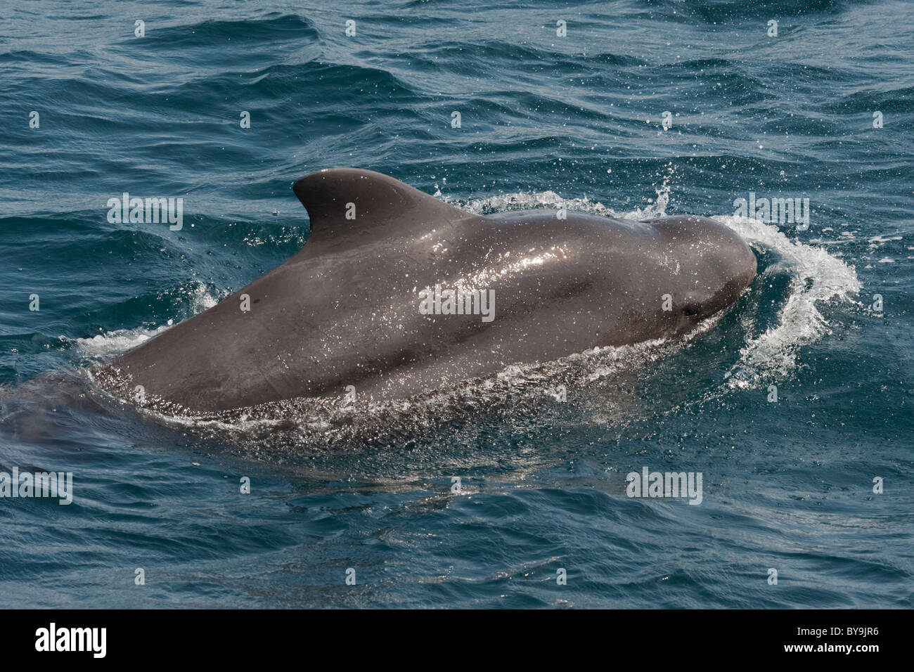 Femmina corto-alettato di Balene Pilota, Globicephala macrorhynchus, affiorante, Maldive, Oceano Indiano. Foto Stock