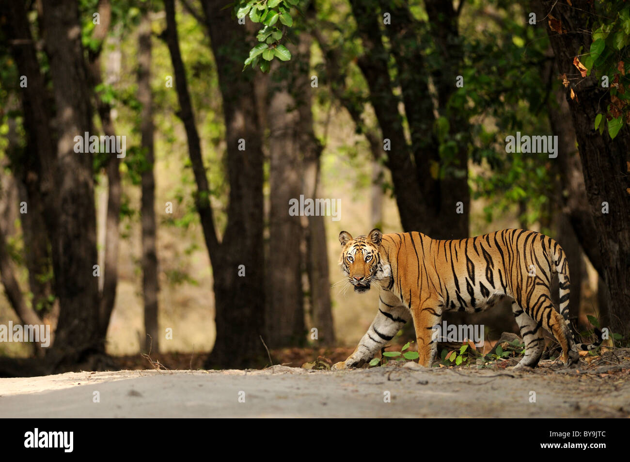 2,5-anno-vecchio maschio di tigre del Bengala di attraversamento del percorso di foresta Foto Stock