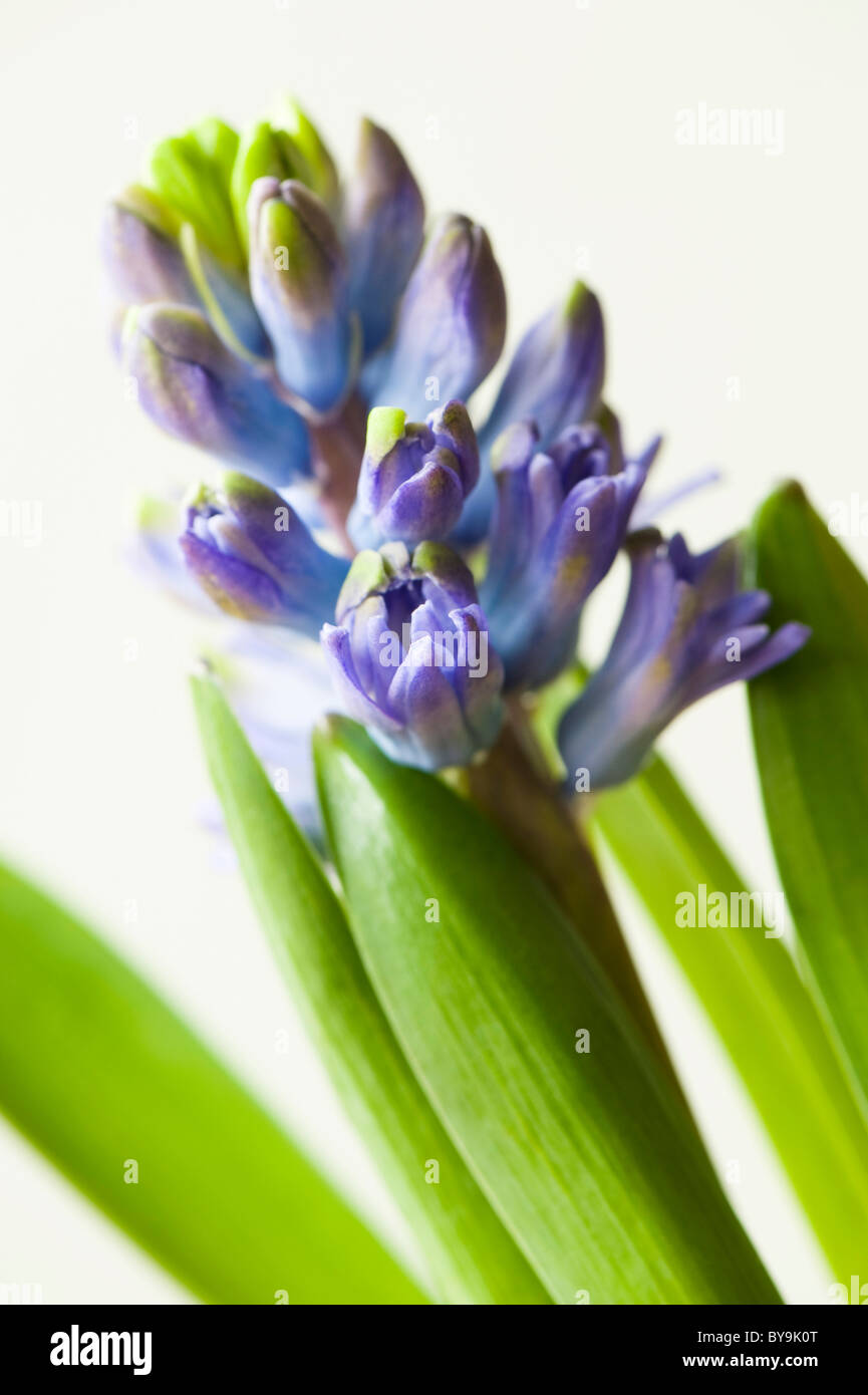 In prossimità di un comune blu Giacinto, Hyacinthus orientalis Foto Stock