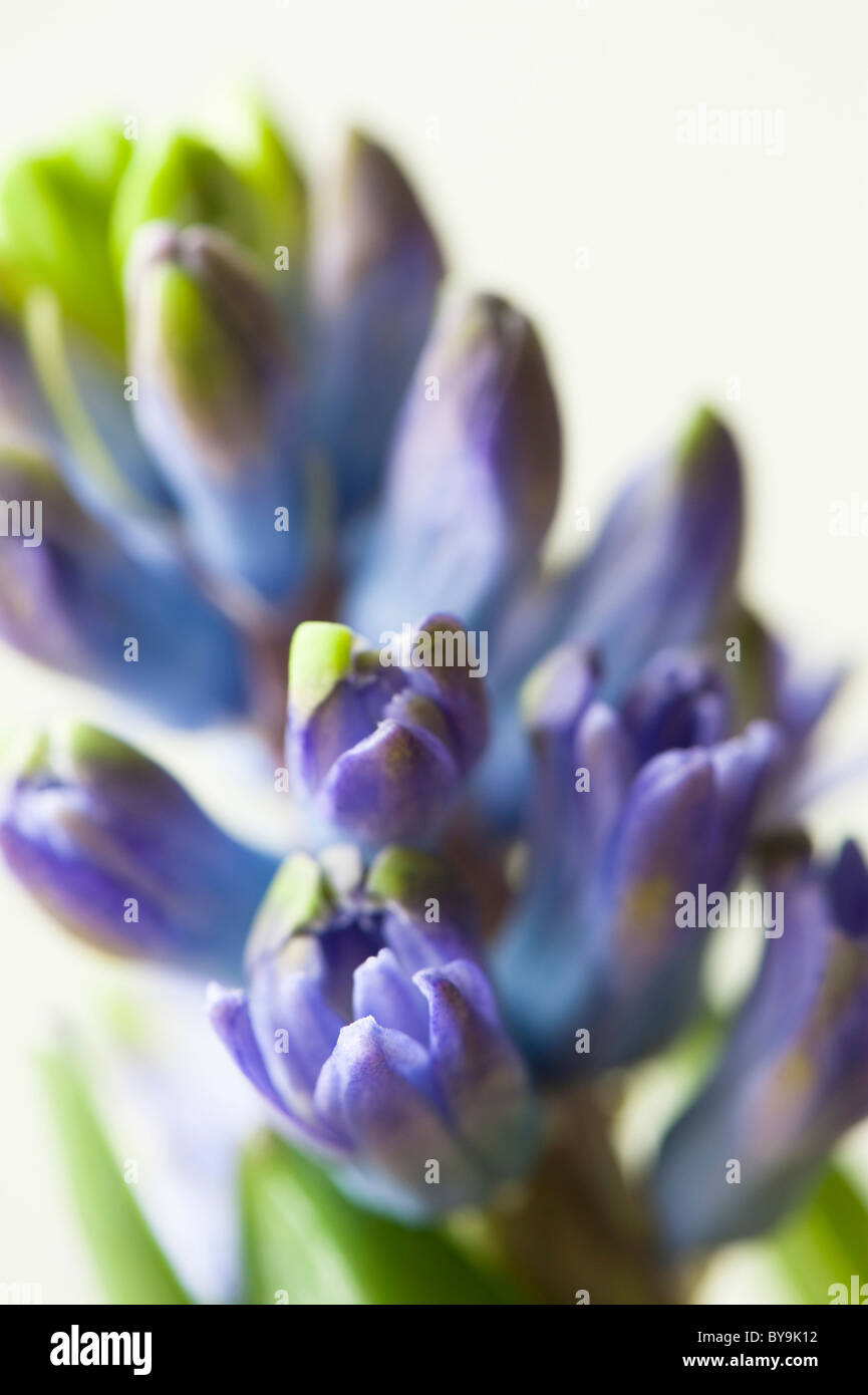 In prossimità di un comune blu Giacinto, Hyacinthus orientalis Foto Stock