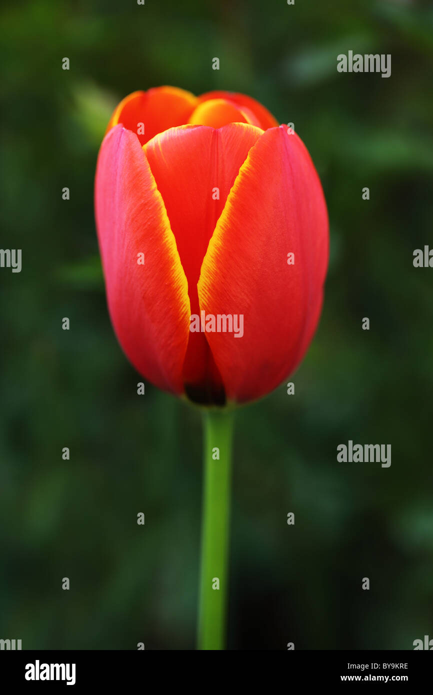 Primo piano di un singolo tulipano rosso su uno sfondo verde sfocato. Primavera UK Foto Stock