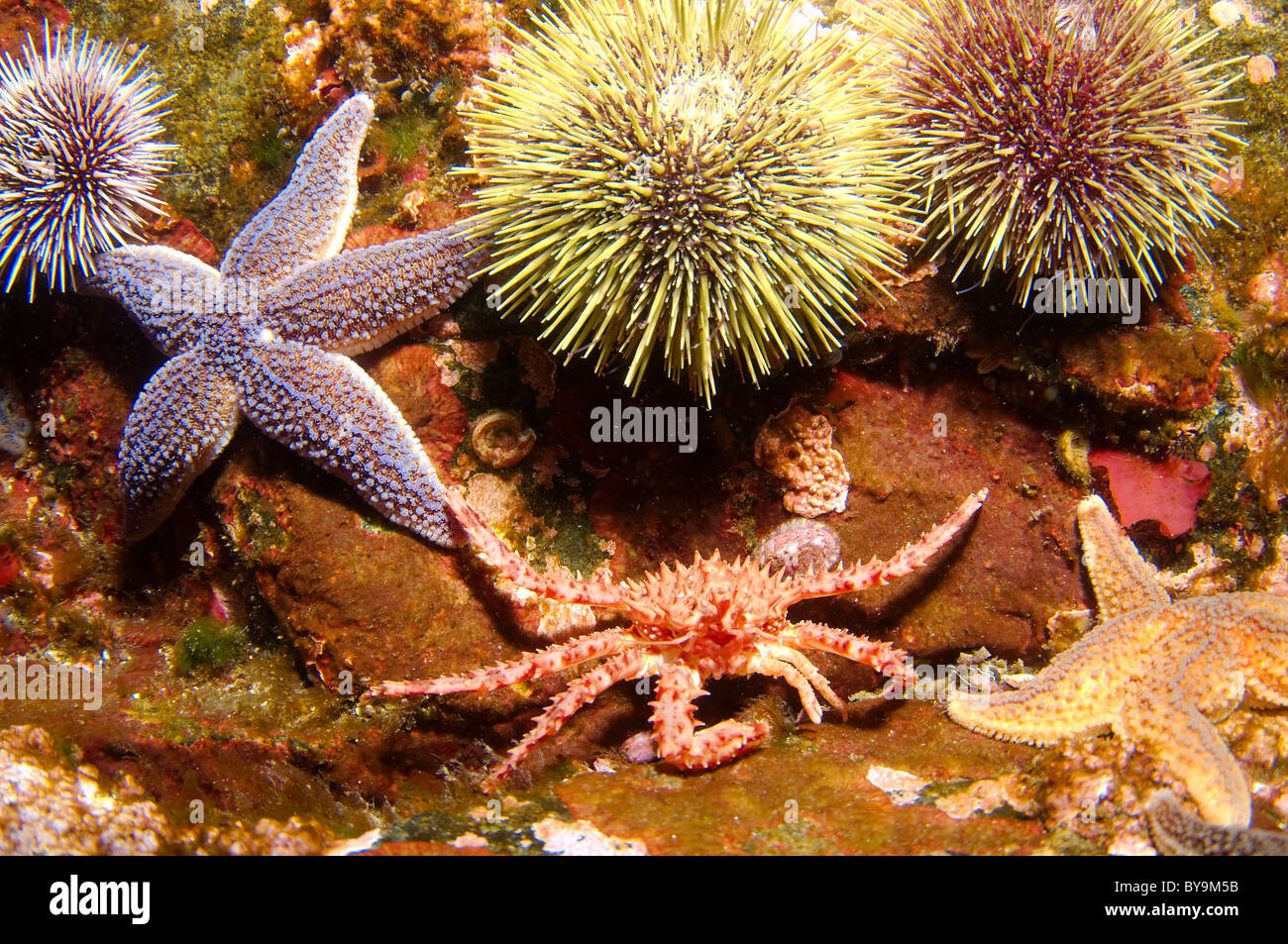 Il granchio camtschaticus, Rosso Granchio reale (Paralithodes camtschaticus) Foto Stock