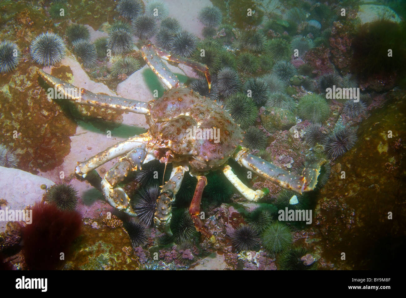 Il granchio camtschaticus, Rosso Granchio reale (Paralithodes camtschaticus) Foto Stock