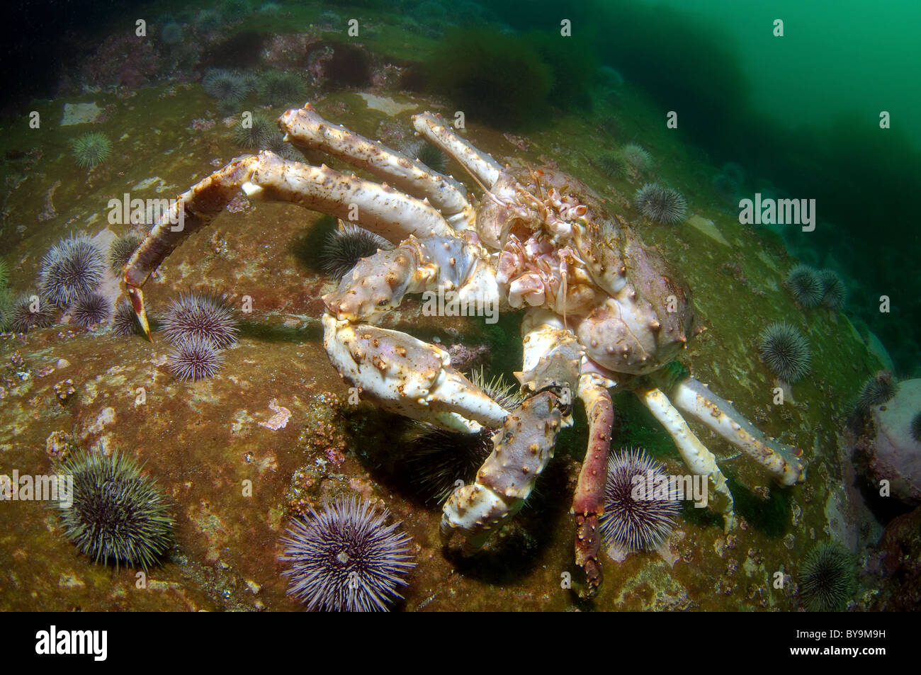 Il granchio camtschaticus, Rosso Granchio reale (Paralithodes camtschaticus) Foto Stock