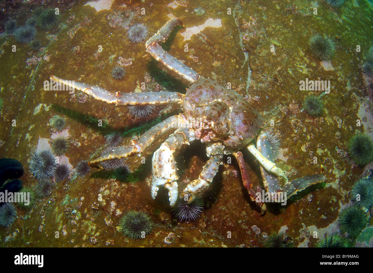 Il granchio camtschaticus, Rosso Granchio reale (Paralithodes camtschaticus) Foto Stock