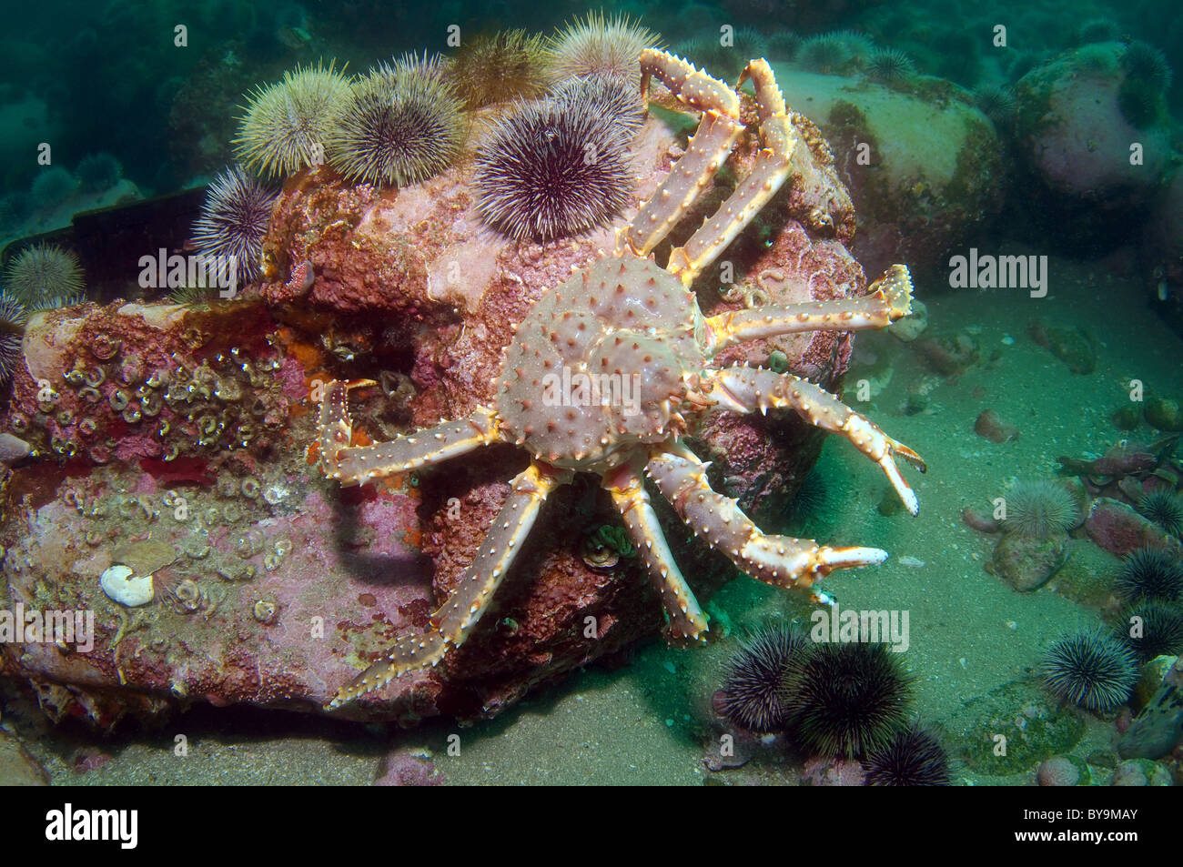 Il granchio camtschaticus, Rosso Granchio reale (Paralithodes camtschaticus) Foto Stock