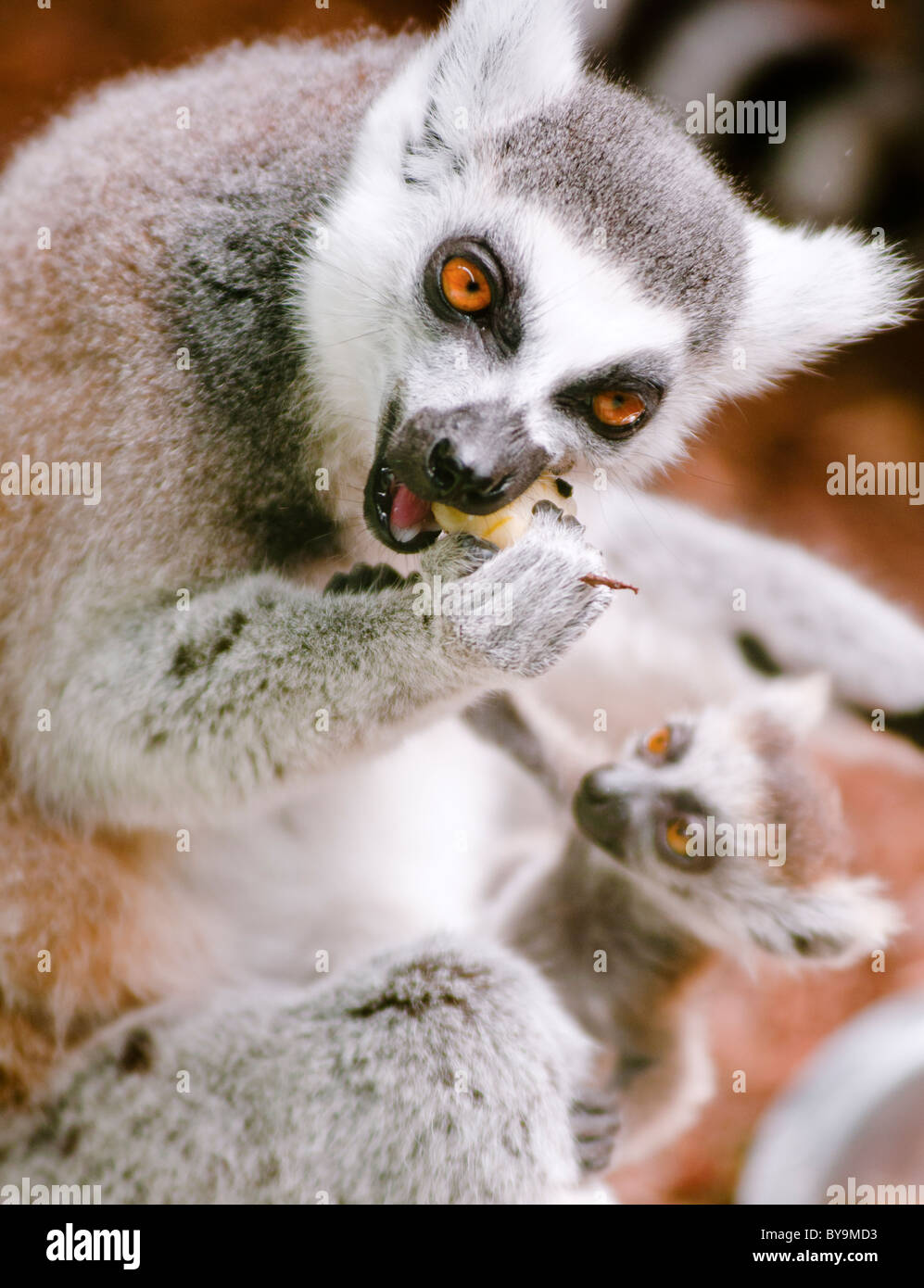 Anello lemure codato (Lemur catta) con alimentazione del bambino. Foto Stock
