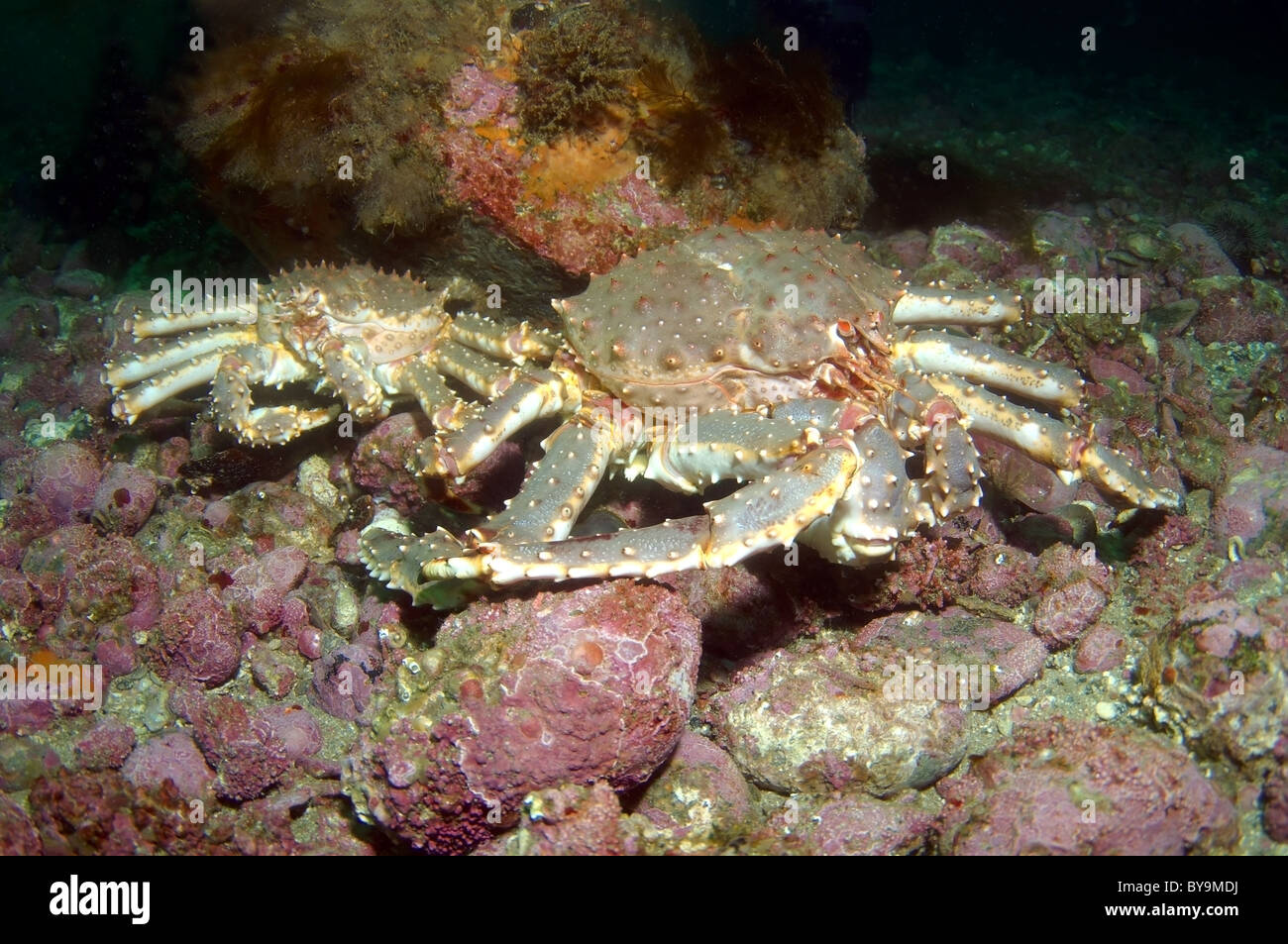 Il granchio camtschaticus, Rosso Granchio reale (Paralithodes camtschaticus) Foto Stock