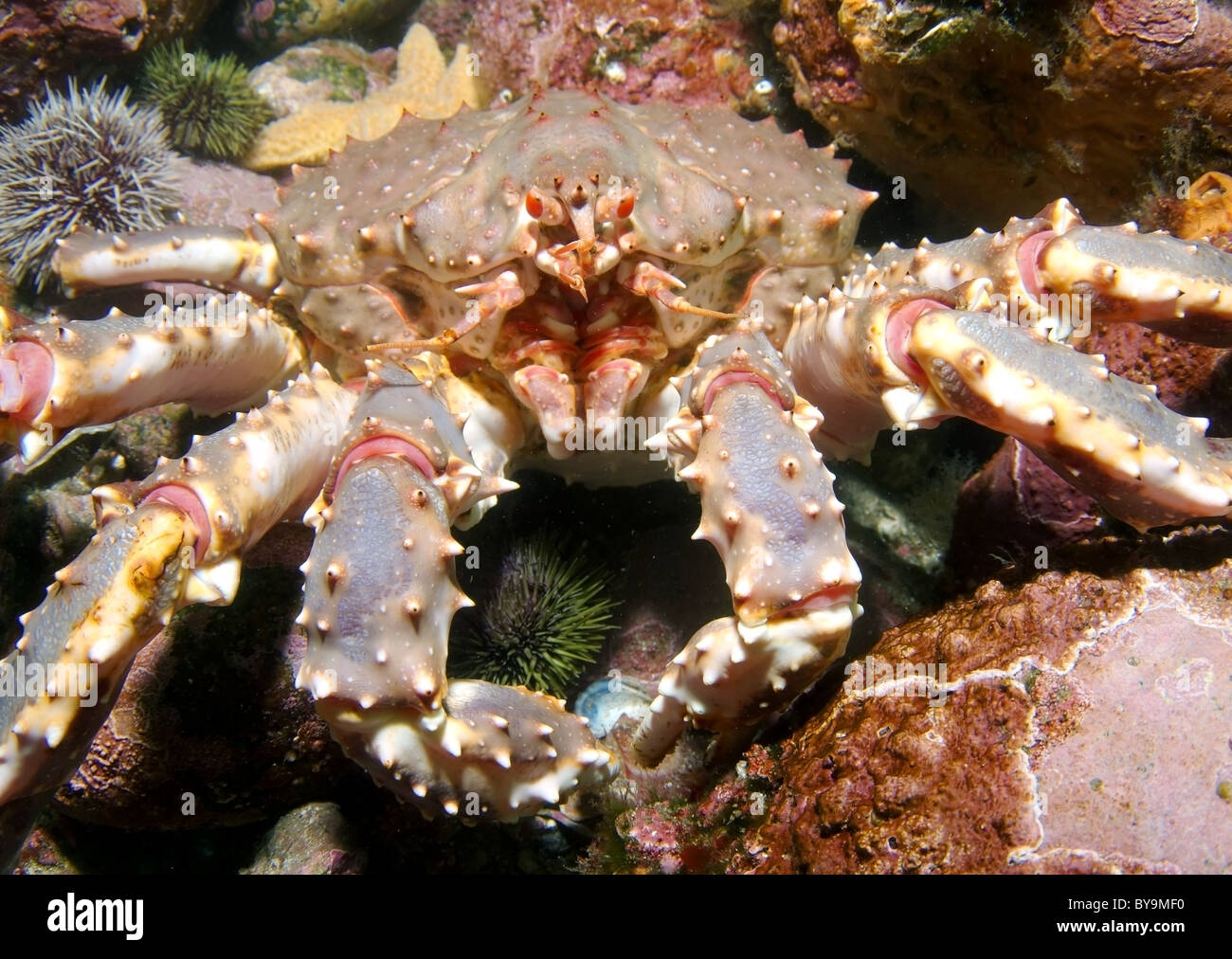 Il granchio camtschaticus, Rosso Granchio reale (Paralithodes camtschaticus) Foto Stock