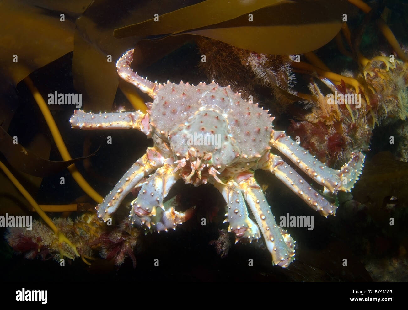 Red King Crab Paralithodes camtschaticus Foto Stock