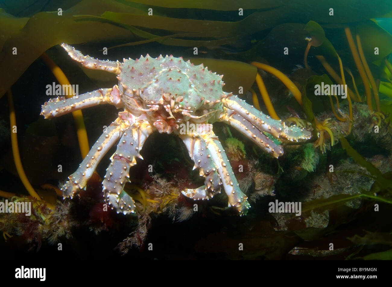 Red King Crab Paralithodes camtschaticus Foto Stock