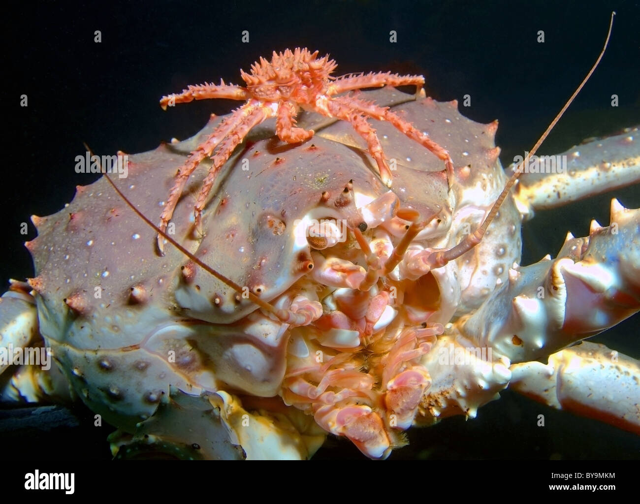 Red King Crab (Paralithodes camtschaticus) Foto Stock