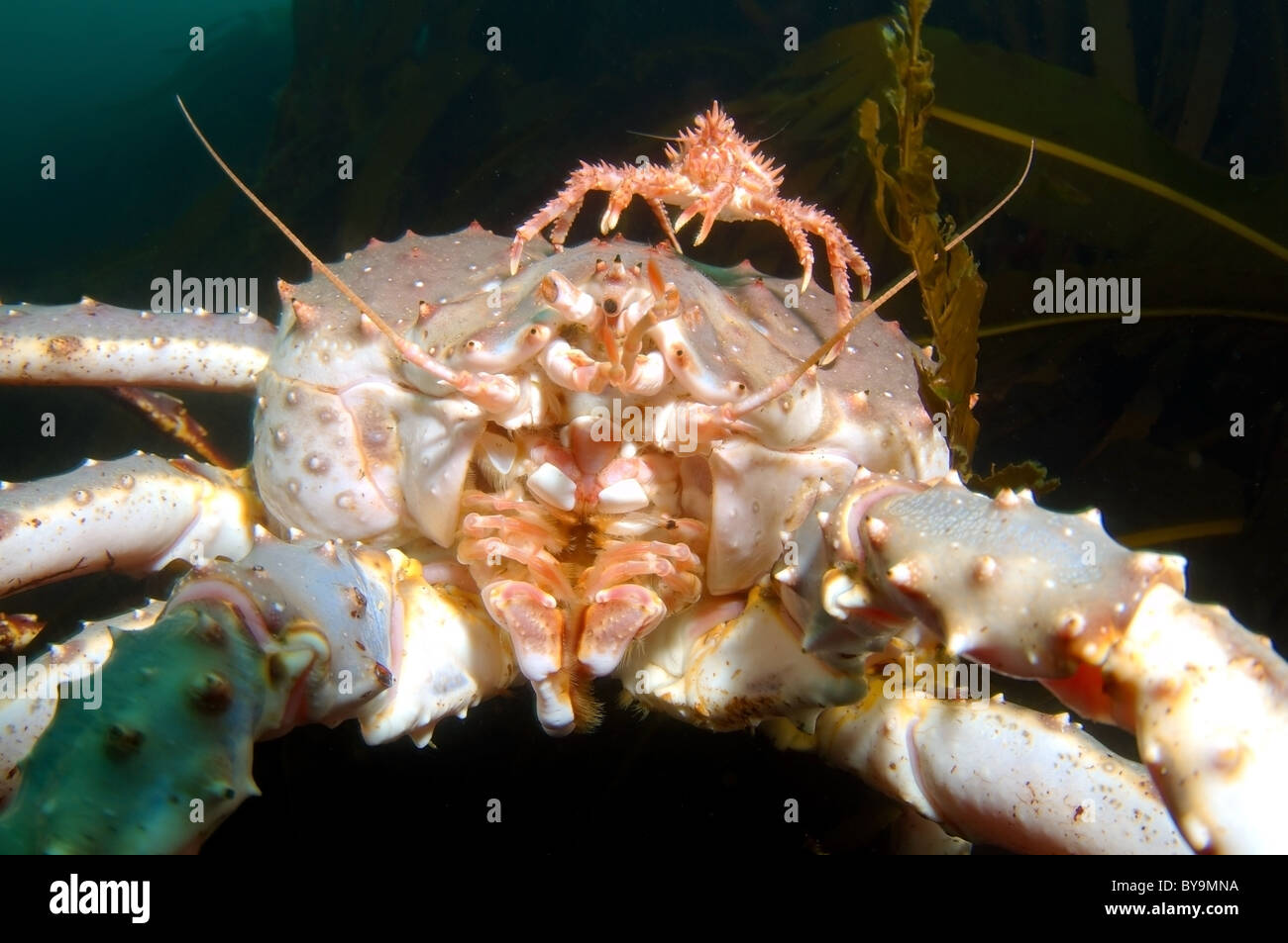 Red King Crab (Paralithodes camtschaticus) Foto Stock