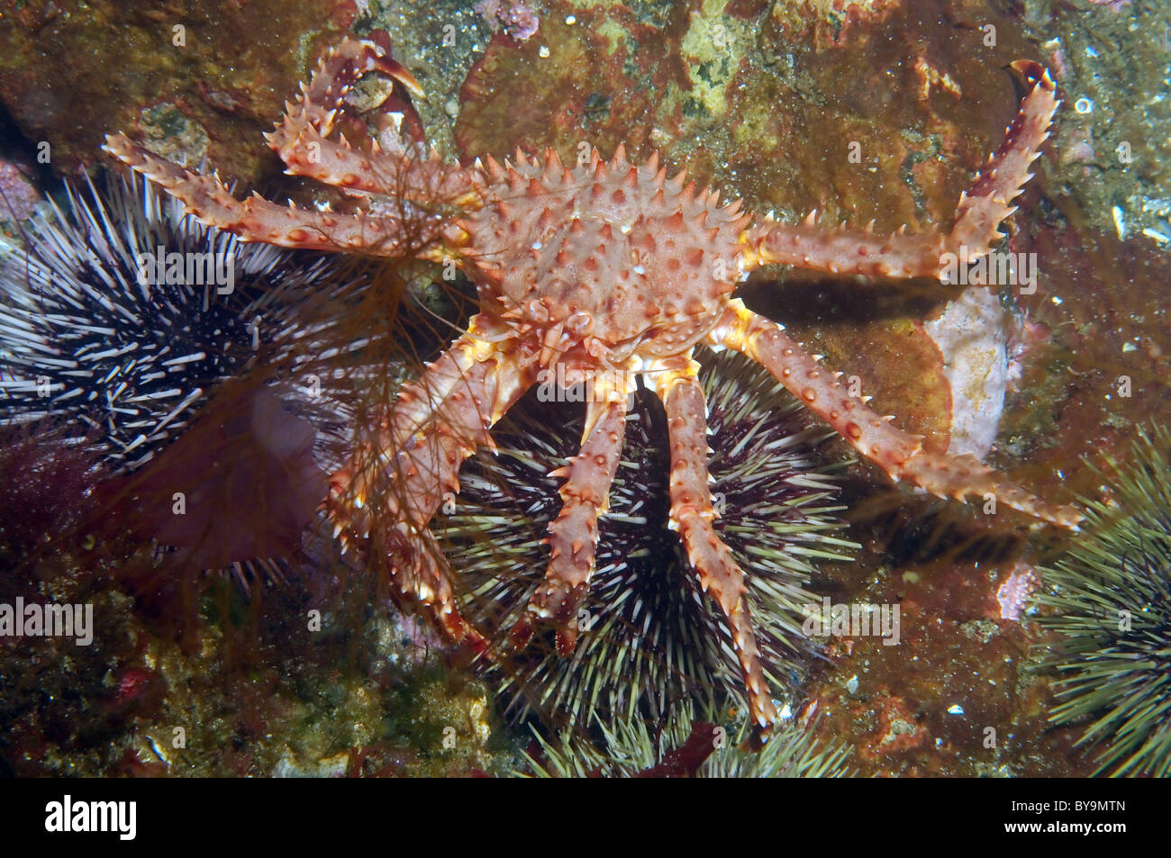 Red King Crab (Paralithodes camtschaticus) Foto Stock