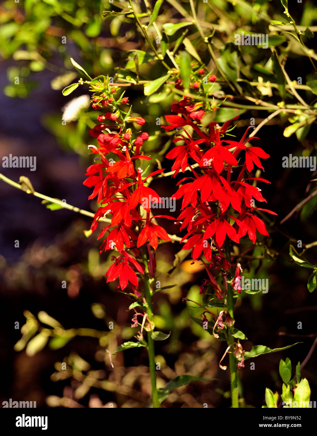 Il Cardinale fiori fioriscono lungo il fiume Aucilla vicino a Piazza San Marco, Florida Foto Stock