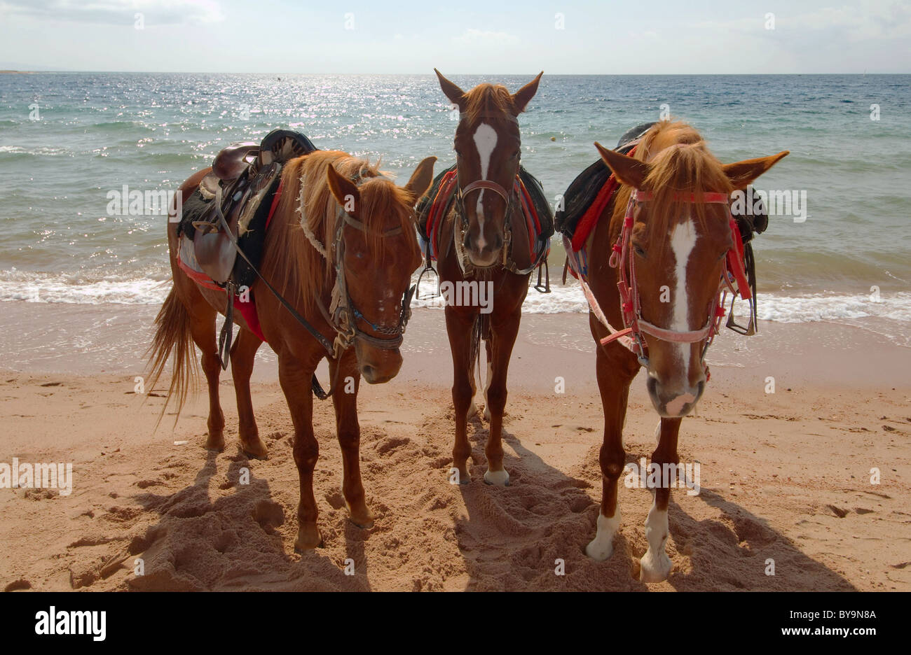 Il cavallo i costi sul Seacoast Foto Stock