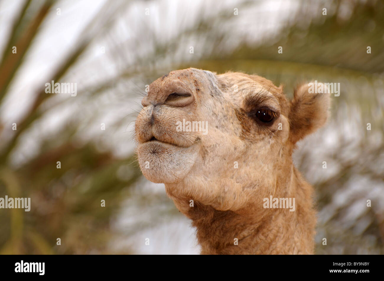 Cammello Dromedario o cammello arabo (Camelus dromedarius), ritratto, Dahab, Egitto, Africa Foto Stock