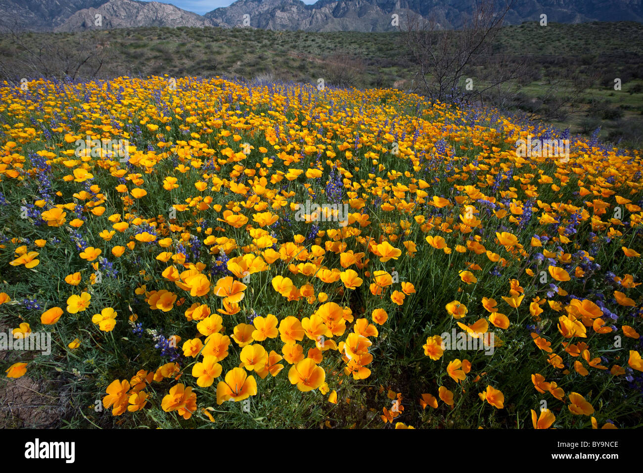 La molla nel Deserto di Sonora. Papaveri messicano e Lupin fiorisce in stato di Catalina Park, Tucson, Arizona Foto Stock