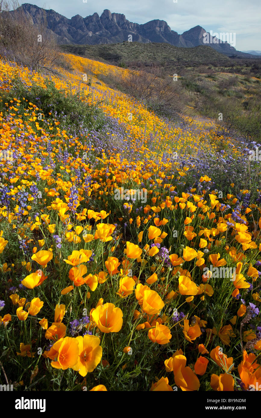 La molla nel Deserto di Sonora. Papaveri messicano e fiore di lupino in stato di Catalina Park, Tucson, Arizona Foto Stock