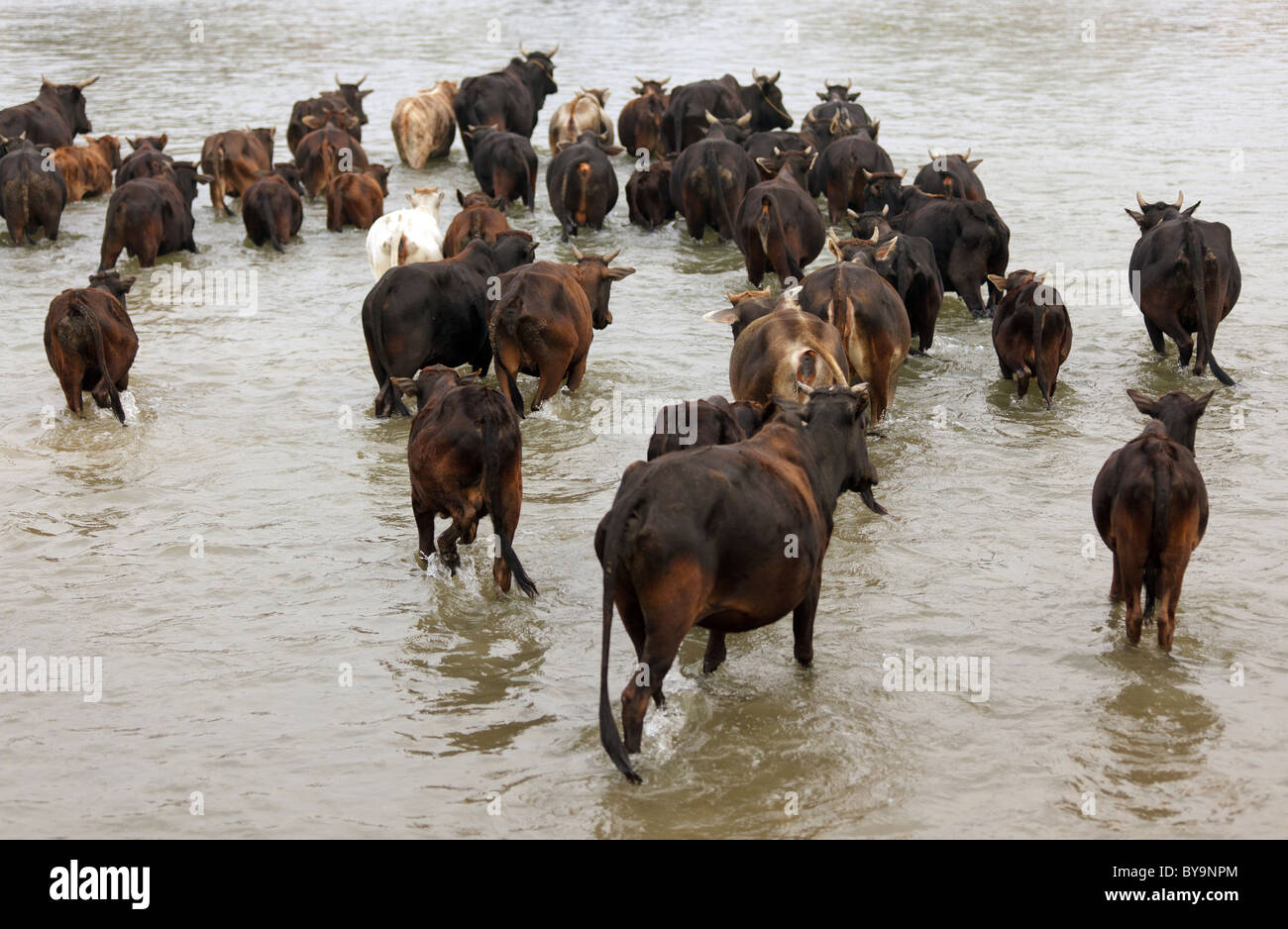 Buffalo herd Varcando il fiume nel parco di Chitwan, Nepal Foto Stock