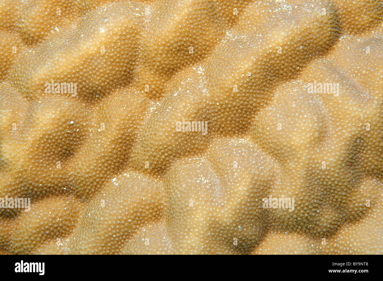 Struttura della barriera corallina. Corallo duro Porites lutea Foto Stock