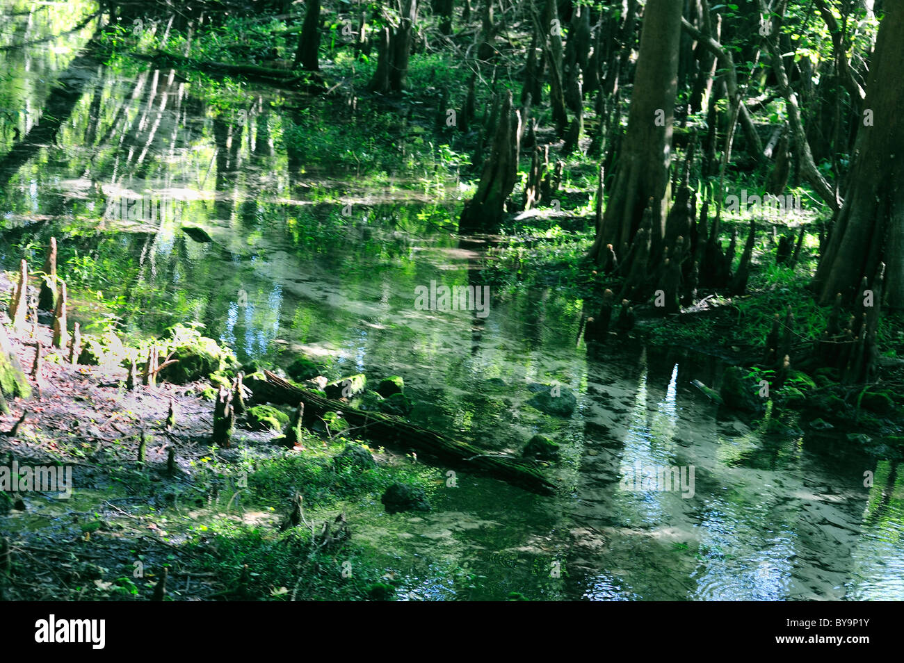 Cipressi a Fanning Springs park nella Florida Centrale crescono bene sul litorale Foto Stock