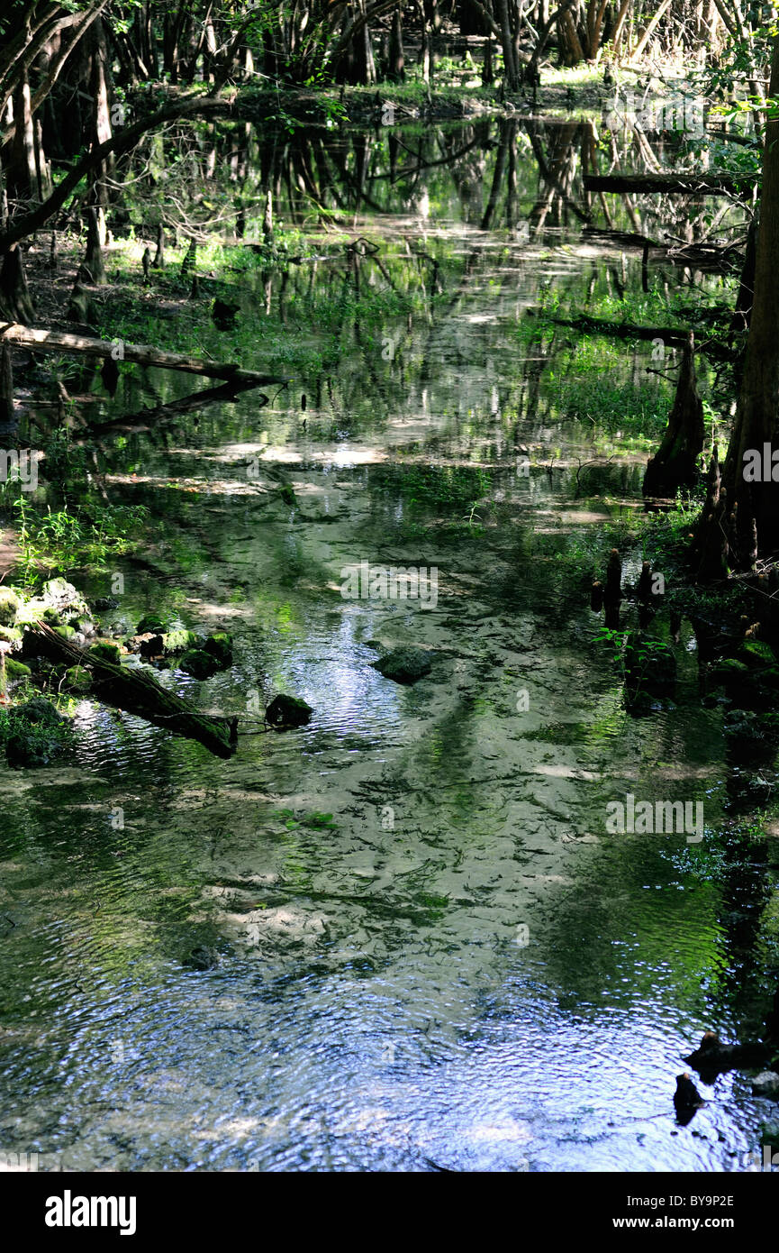 Cipressi a Fanning Springs park nella Florida Centrale crescono bene sul litorale Foto Stock