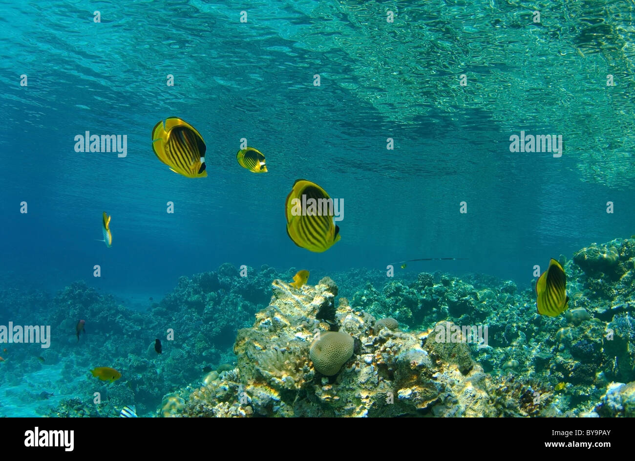 Scuola di a strisce pesci farfalla (Chaetodon fasciatus) sotto la superficie dell'acqua vicino alla barriera corallina, Mar Rosso, Egitto Foto Stock