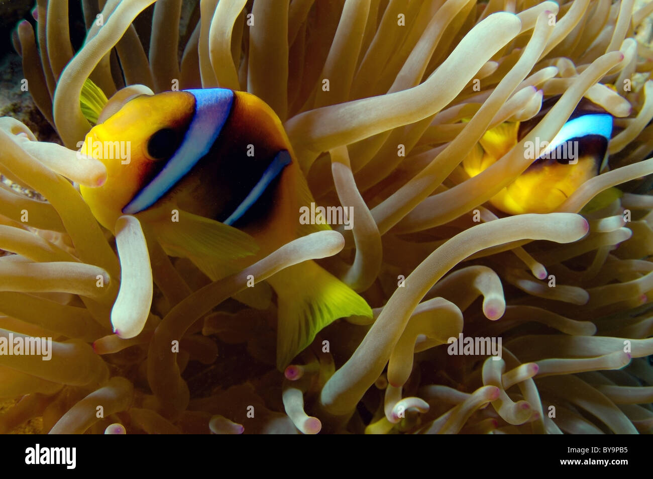 Anemonefish, Clownfish, Amphiprion bicinctus, Amphiprioninae Foto Stock