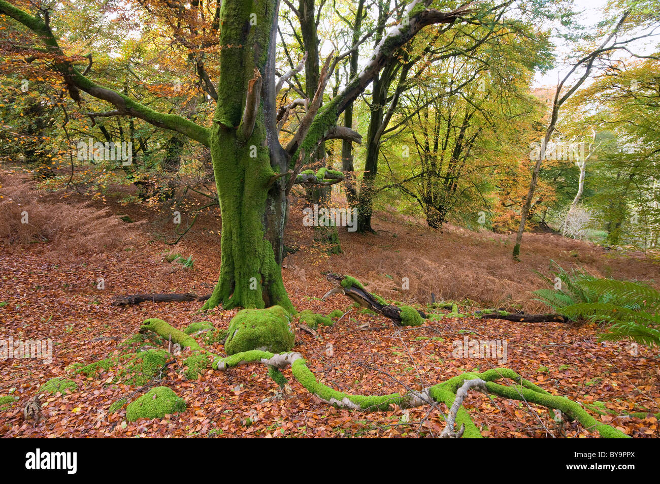 Colore di autunno e faggi in legno Castramon da Gatehouse of Fleet, riserva naturale Foto Stock