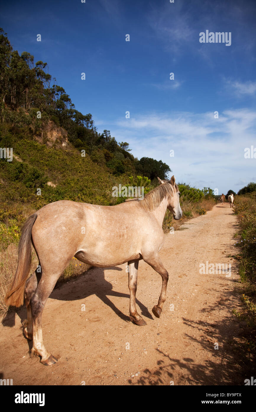 Da solo a piedi a cavallo in un percorso outdoor Foto Stock