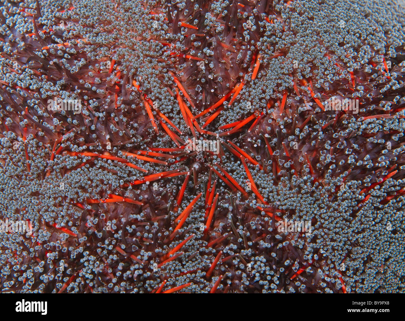 Primo piano di ricci di mare, Echinoidea Foto Stock