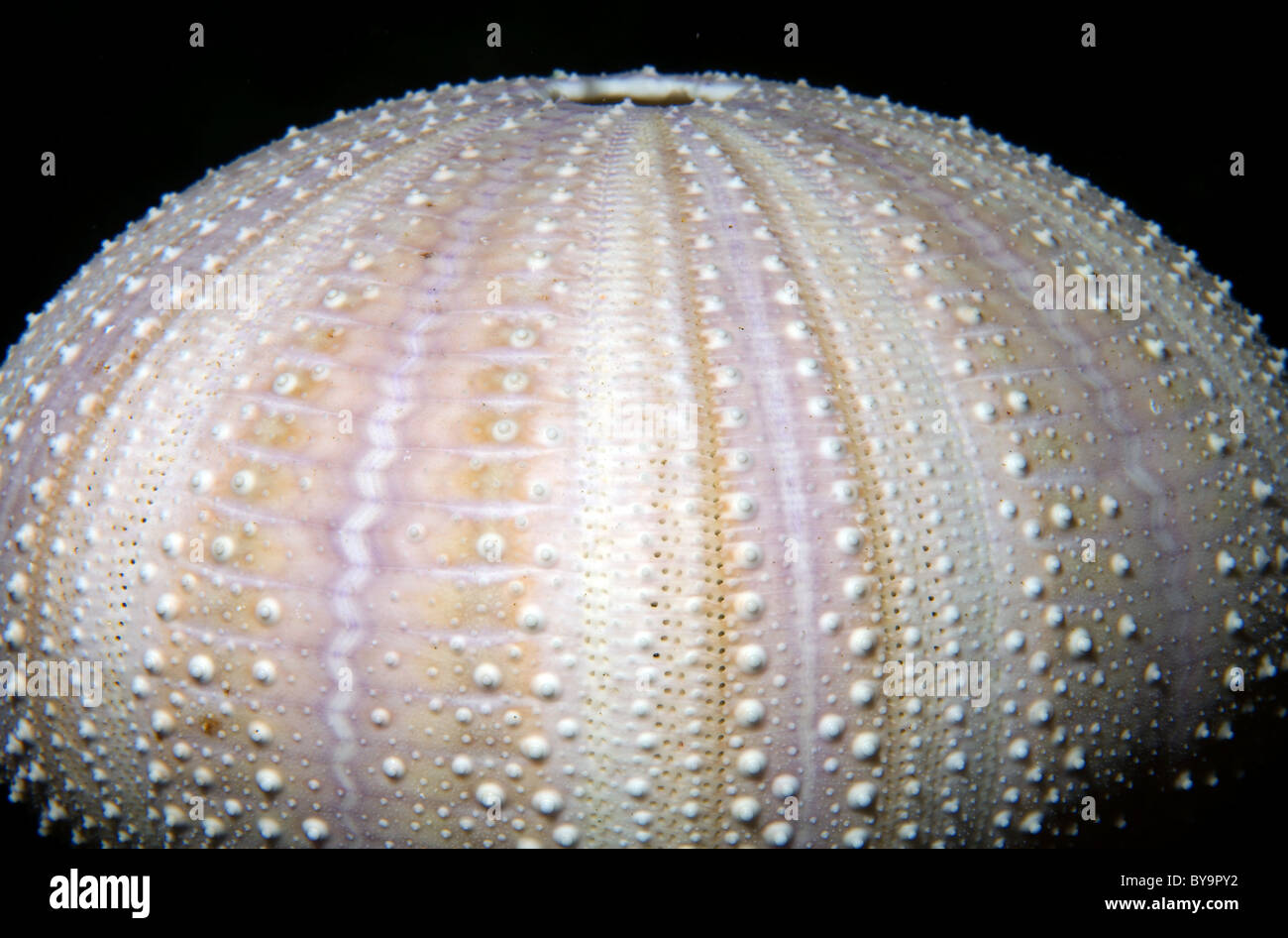 Lo scheletro di ricci di mare, Echinoidea Foto Stock