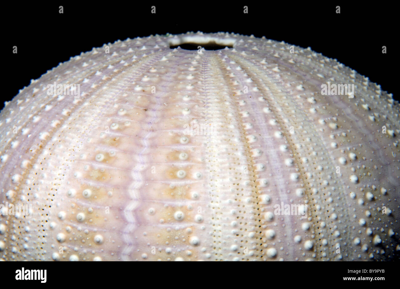 Lo scheletro di ricci di mare, Echinoidea Foto Stock