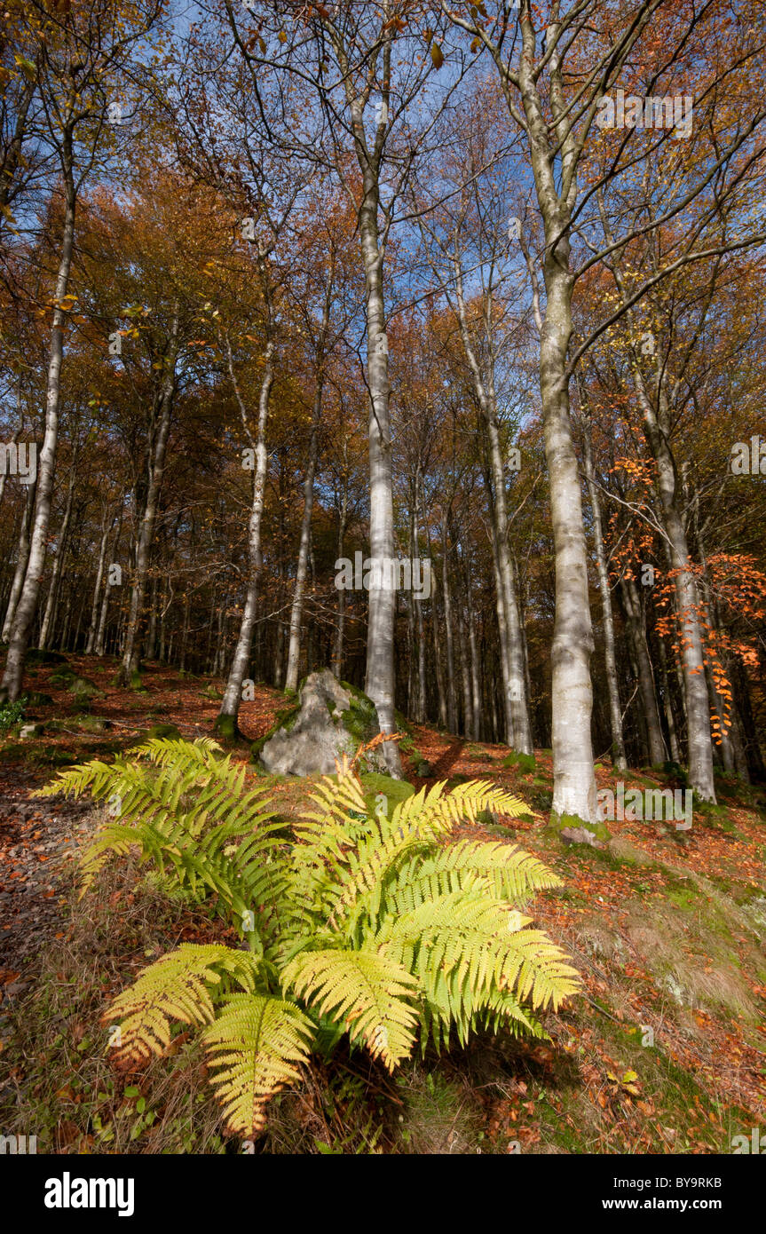 Dalbeattie Bosco in autunno, Kirkcudbrightshire Foto Stock