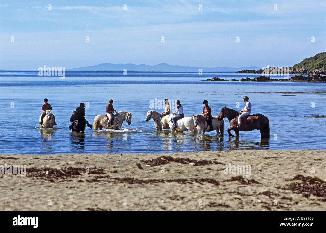 Piloti del Cavallino in mare poco profondo a Brighouse Bay, Galloway Foto Stock