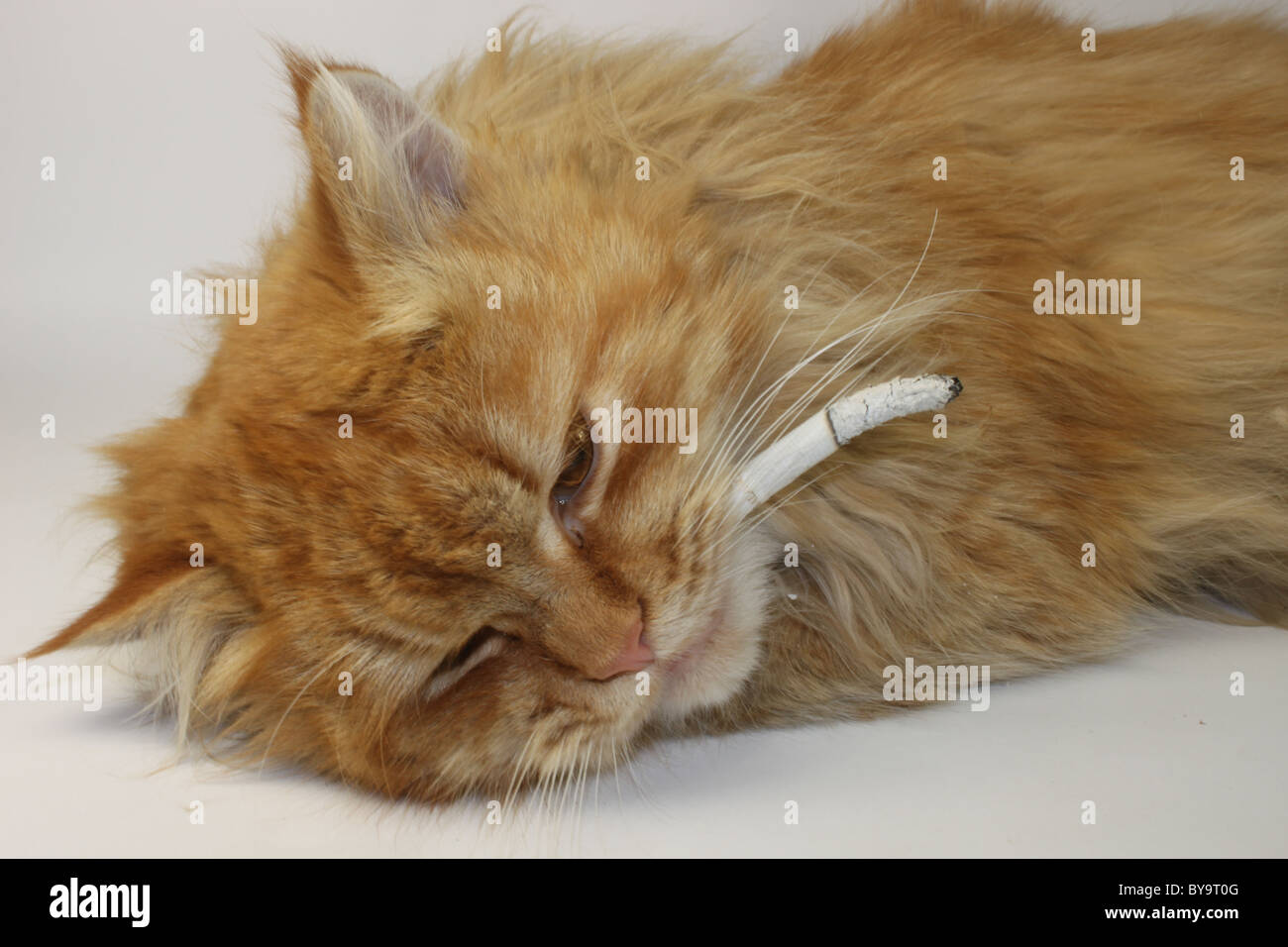 Lo zenzero cat con una sigaretta su uno sfondo bianco close up Foto Stock