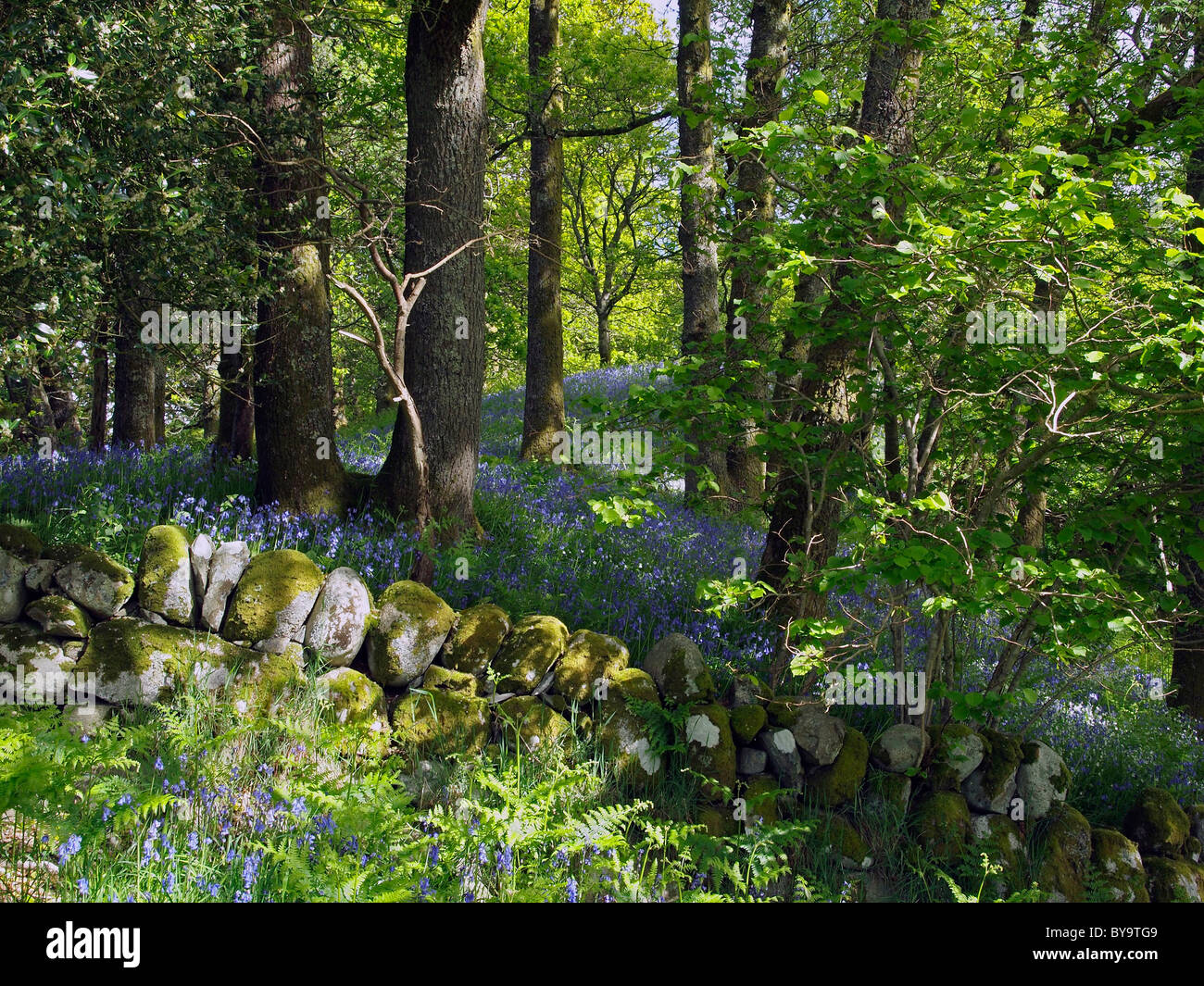 Bosco di querce e bluebells con bassa dyke Foto Stock