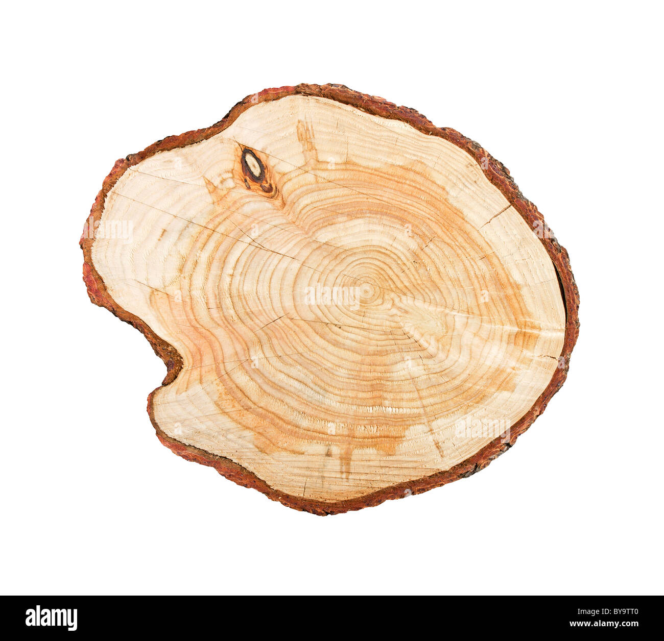 Ceppo di albero isolato su sfondo bianco Foto Stock