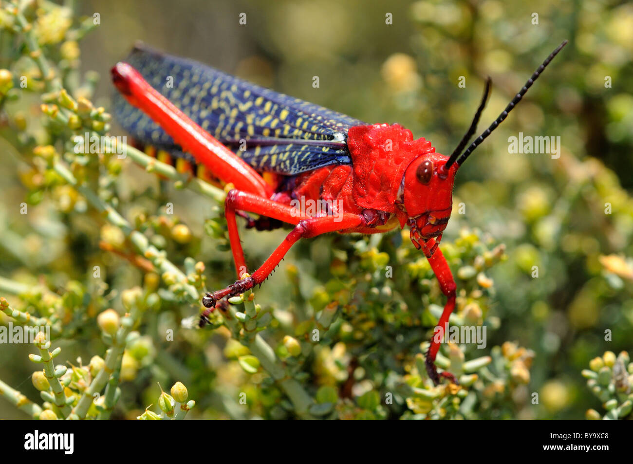 Comune di locusta milkweed, Goegap Riserva Naturale, Namaqualand, Sud Africa Foto Stock