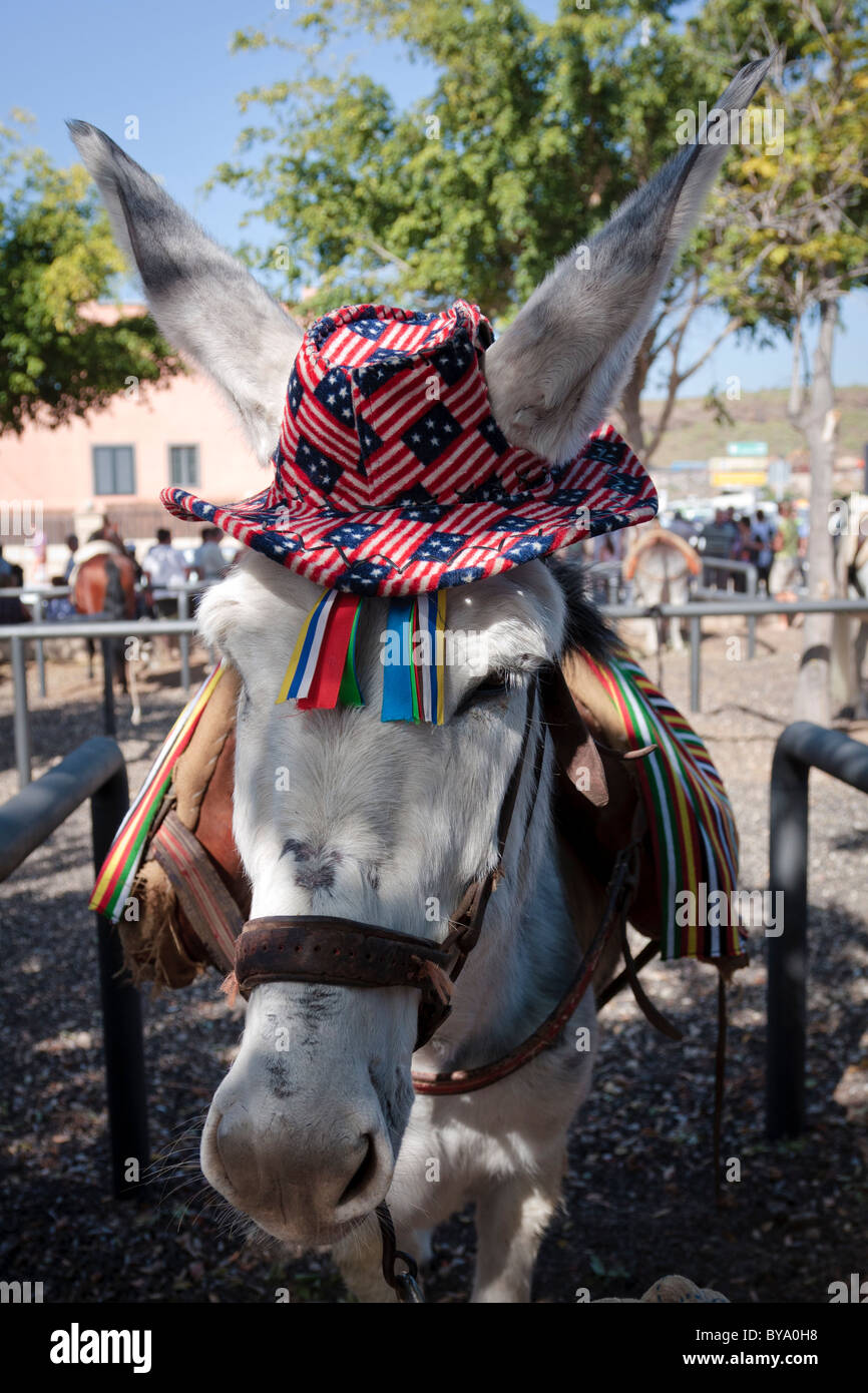 Un mulo indossando un cappello per le fiestas de San Sebastian in Adeje, Tenerife, Isole Canarie, Spagna Foto Stock