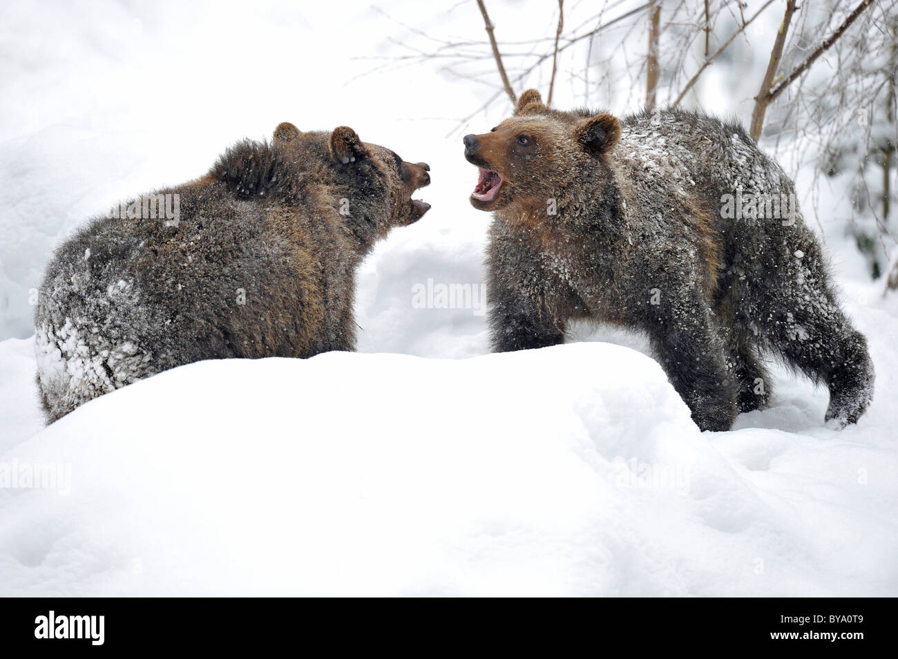 L'orso bruno (Ursus arctos), cubs lottando, giocare nella neve Foto Stock